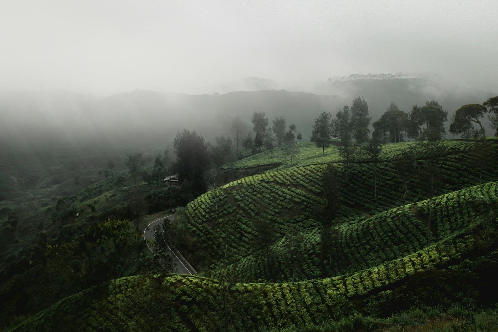 Misty tea terraces winding across mountain slopes
