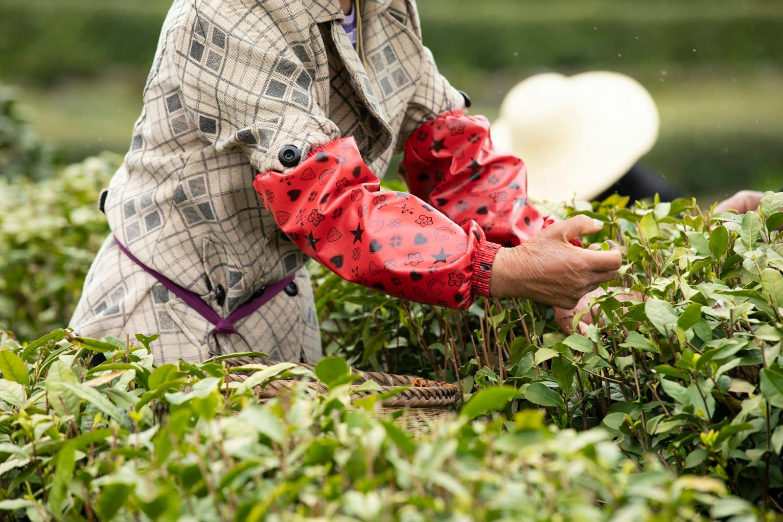 Hands picking fresh tea leaves from a bush
